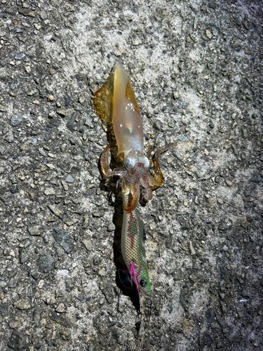 ケンサキイカの釣果
