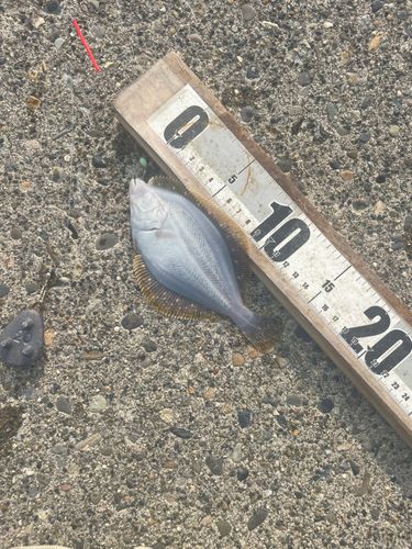 イシモチの釣果