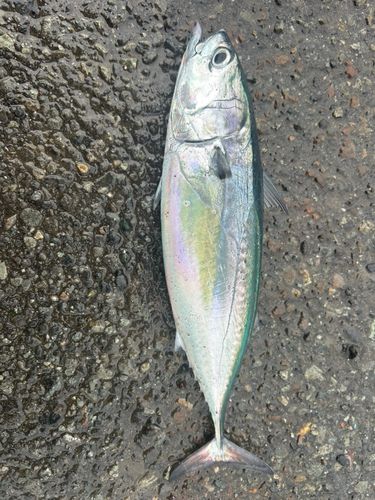 ソウダガツオの釣果