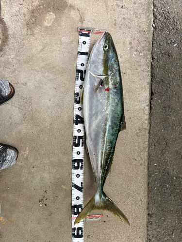 ブリの釣果