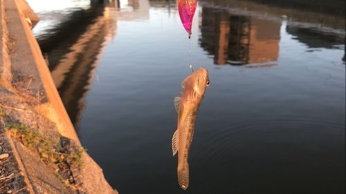 マハゼの釣果