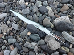 ダツの釣果