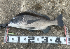 チヌの釣果