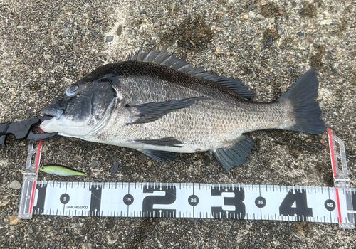 チヌの釣果