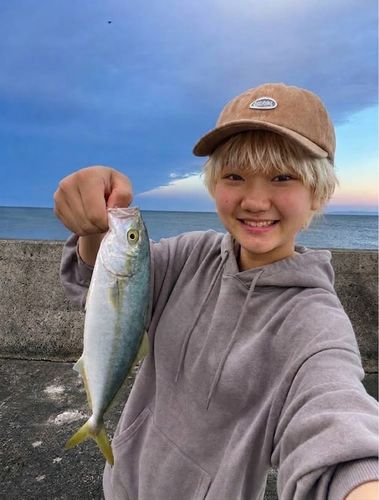 ワカシの釣果
