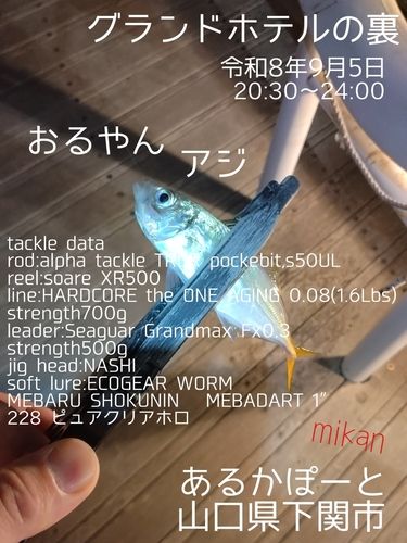 アジの釣果