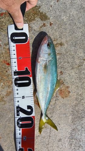 ワカシの釣果