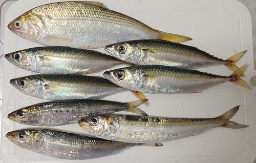 コノシロの釣果