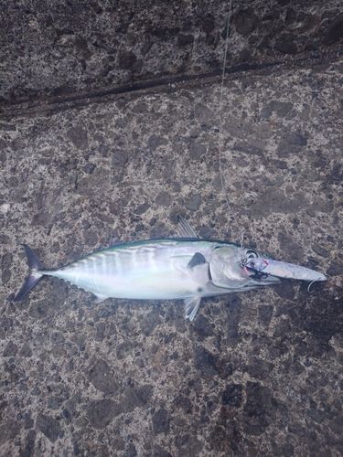 ソウダガツオの釣果