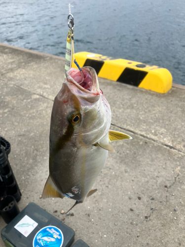 ネリゴの釣果