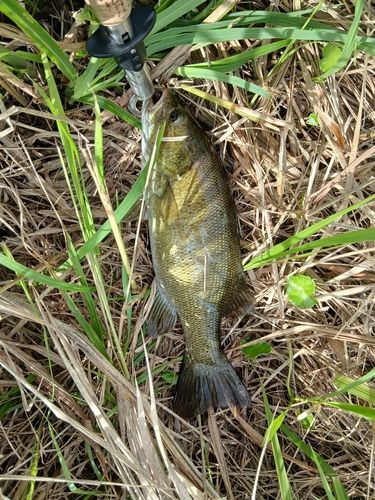 スモールマウスバスの釣果