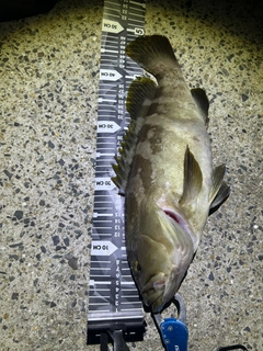 クエの釣果