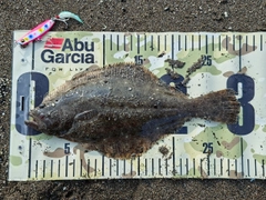 ヒラメの釣果