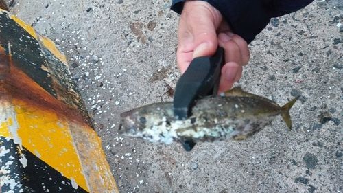 ワカシの釣果