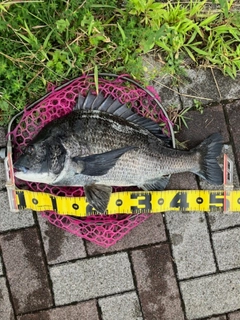 クロダイの釣果