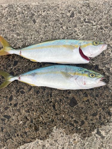 ワカシの釣果