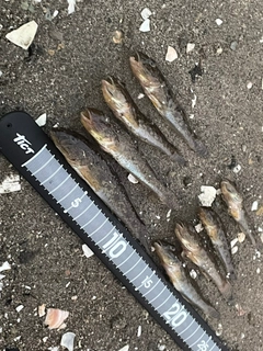 ハゼの釣果