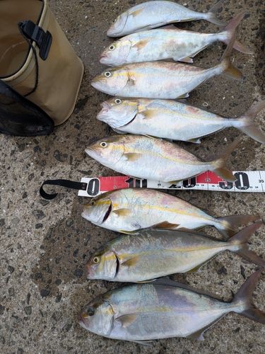 ネリゴの釣果