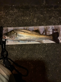 シーバスの釣果