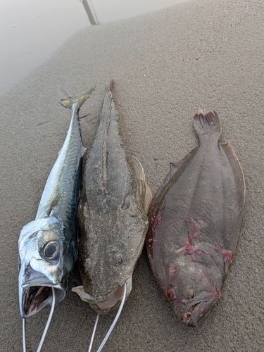 マゴチの釣果