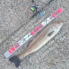 シーバスの釣果