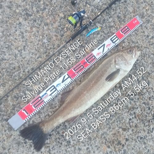 シーバスの釣果