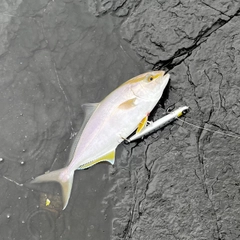 ネリゴの釣果