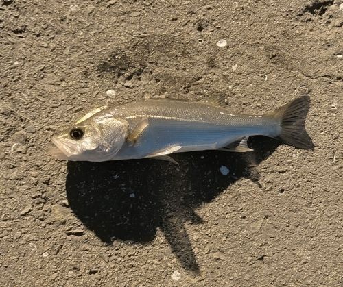 スズキの釣果