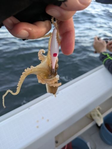 イイダコの釣果