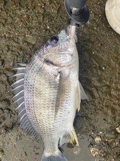 キビレの釣果