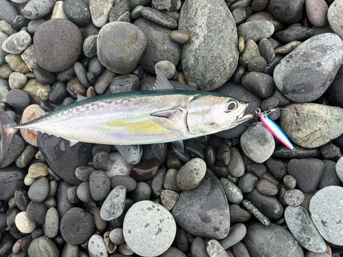ソウダガツオの釣果