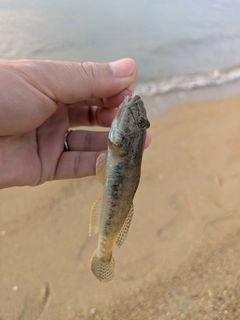 ハゼの釣果