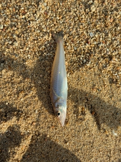 シロギスの釣果