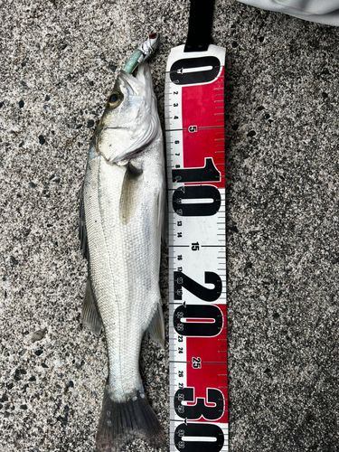 セイゴ（マルスズキ）の釣果