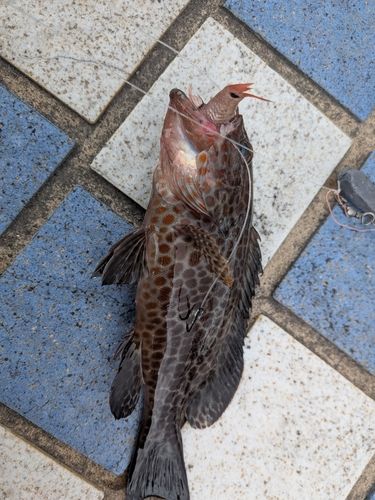 オオモンハタの釣果
