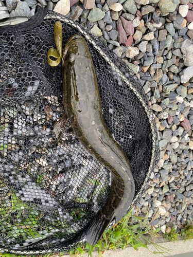 ライギョの釣果