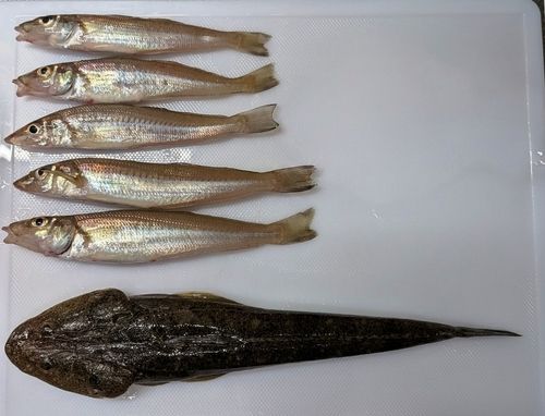 マゴチの釣果