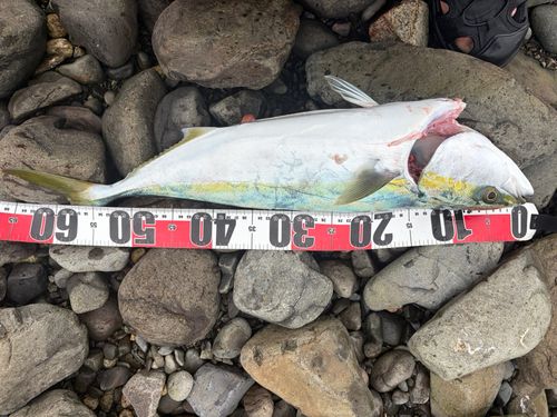 ハマチの釣果