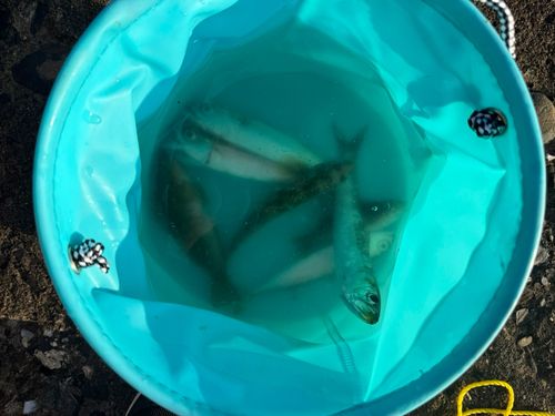 アイナメの釣果