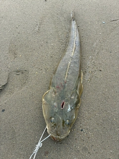 マゴチの釣果
