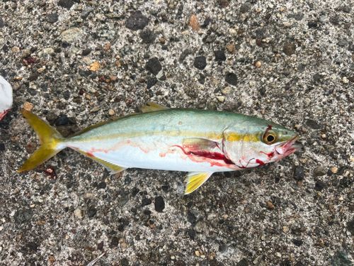 コゾクラの釣果