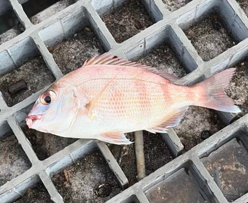 チャリコの釣果