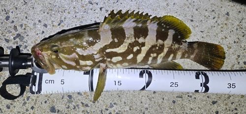 クエの釣果
