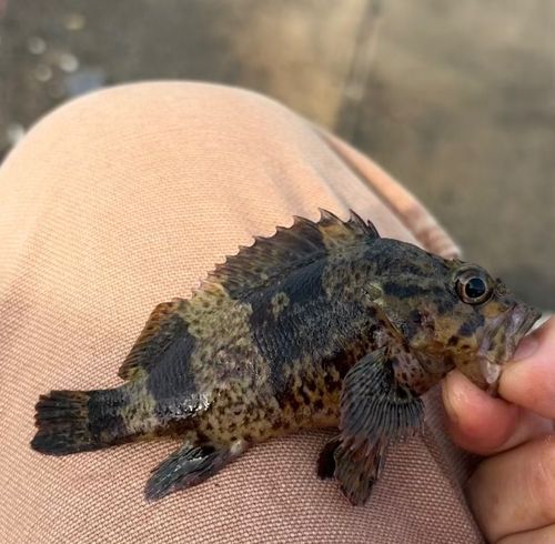 ムラソイの釣果