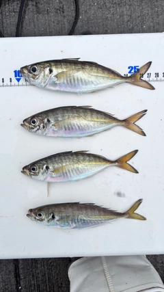 アジの釣果