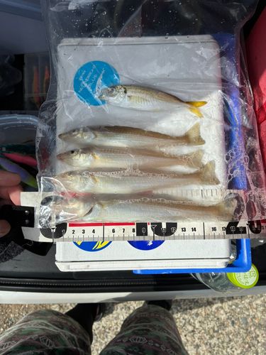 シロギスの釣果