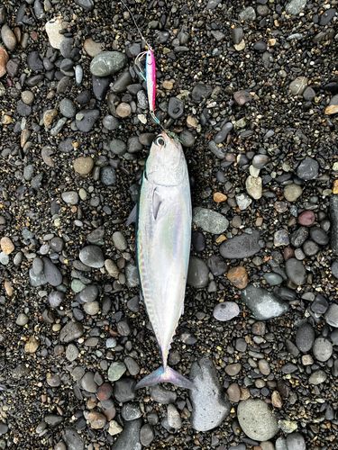 マルソウダの釣果