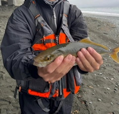ショゴの釣果