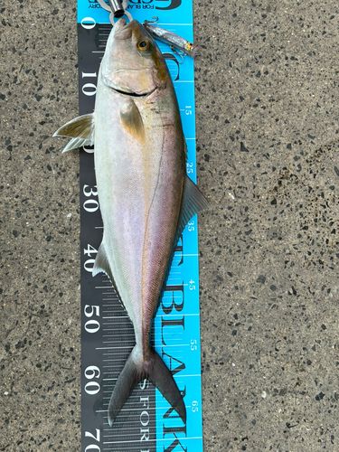 カンパチの釣果
