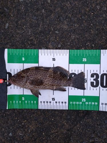 オオモンハタの釣果